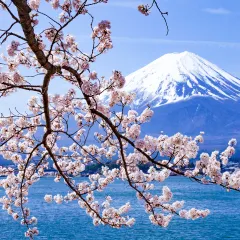 桜と富士山